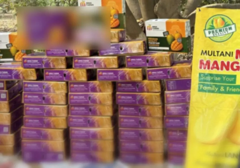Hundreds of custom-branded MMA Farms mango gift boxes stacked at the Multan orchard, ready for a corporate dispatch