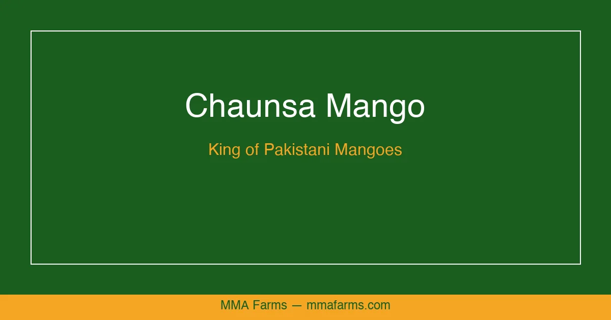 Chaunsa Mango Showcase — Pakistan's King of Mangoes