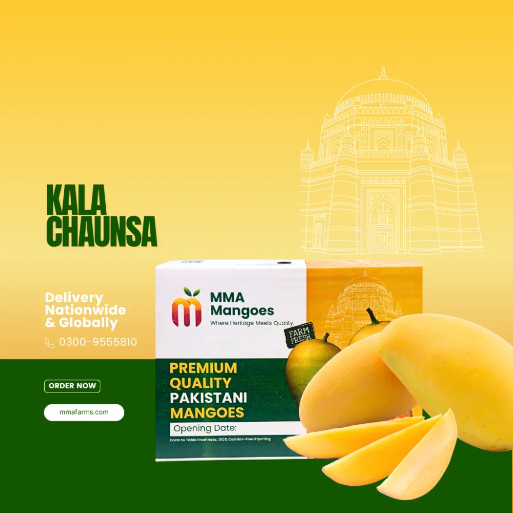 Black Chaunsa (کالا چونسا) — fresh Pakistani Black Chaunsa mango
